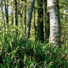 Waldeck Pauschale