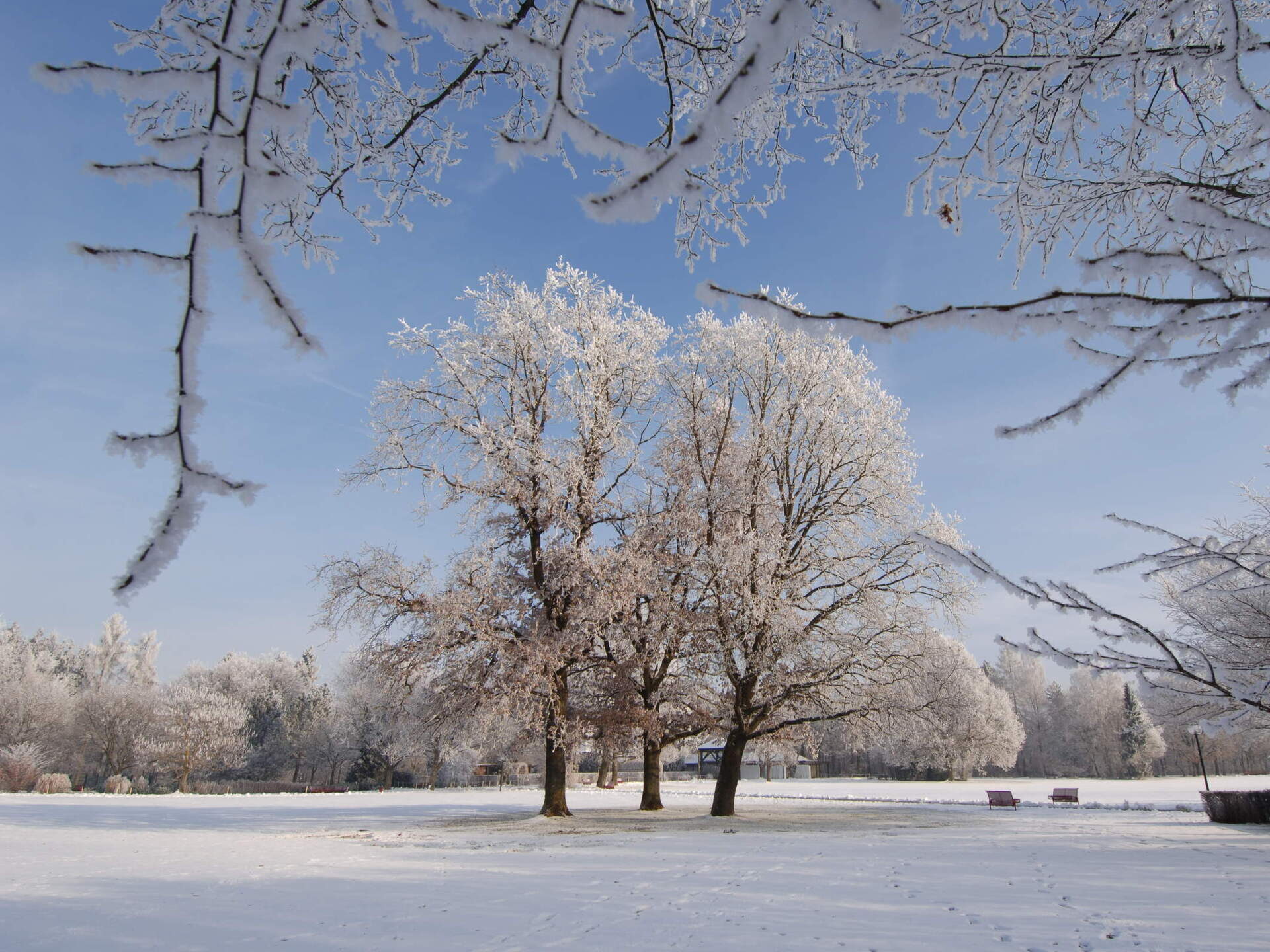 Ein winterlicher Anblick mit Bäumen und einem verschneiten Feld in einem Bad Füssinger Park.
