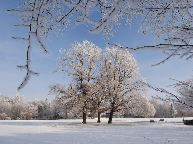 Ein winterlicher Anblick mit Bäumen und einem verschneiten Feld in einem Bad Füssinger Park.